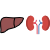 Liver & Kidney
